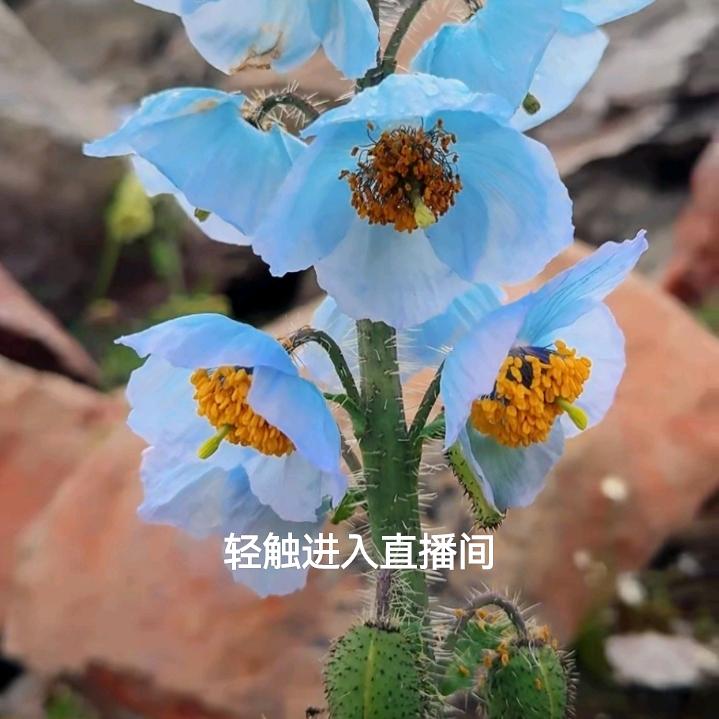 阳光