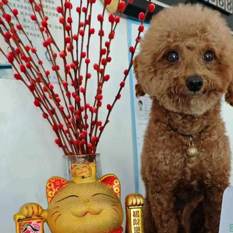 小丸子
