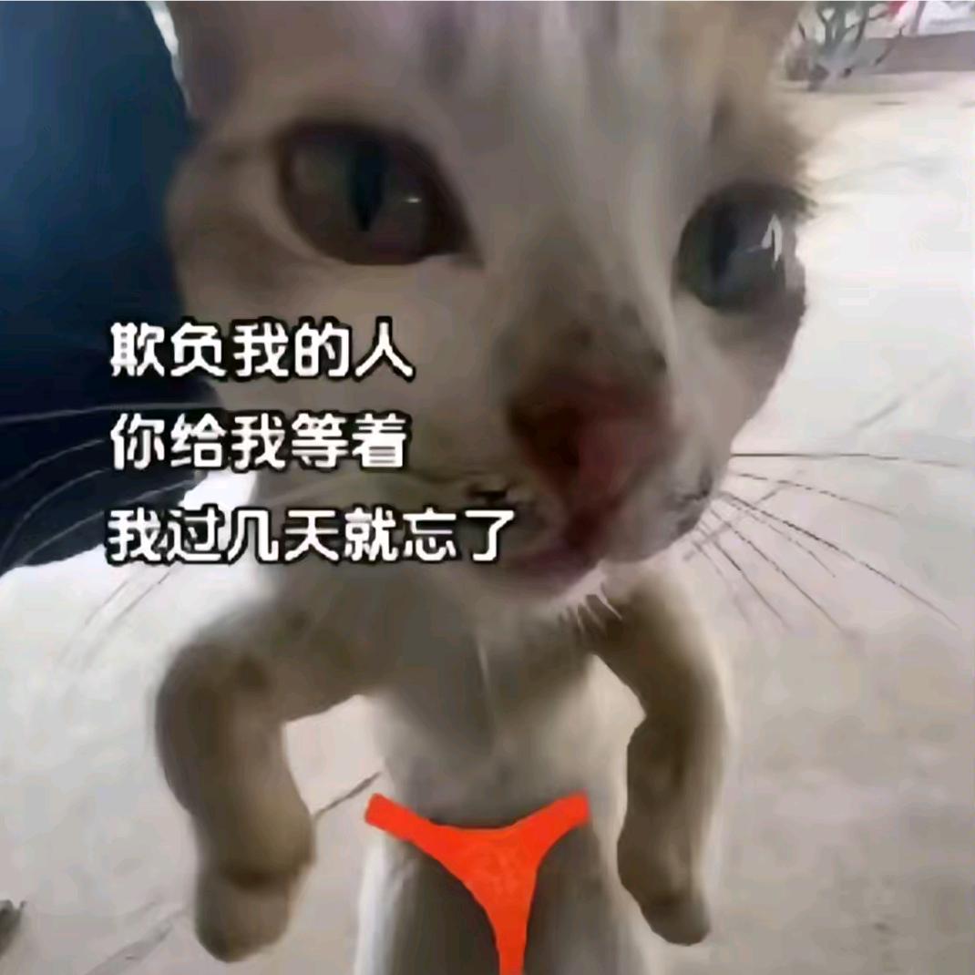 没猫要的人