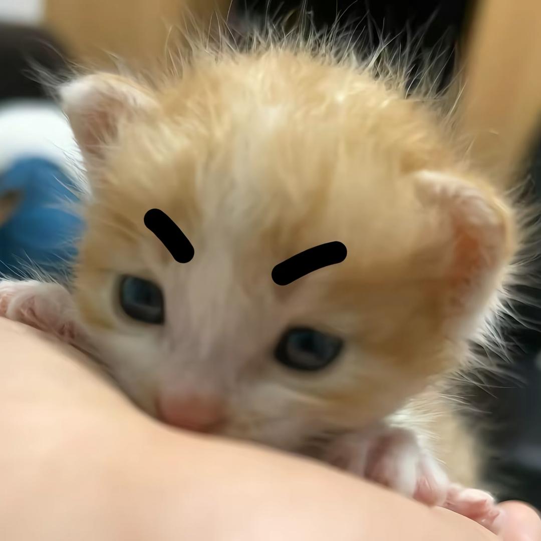 •᷄ࡇ•᷅