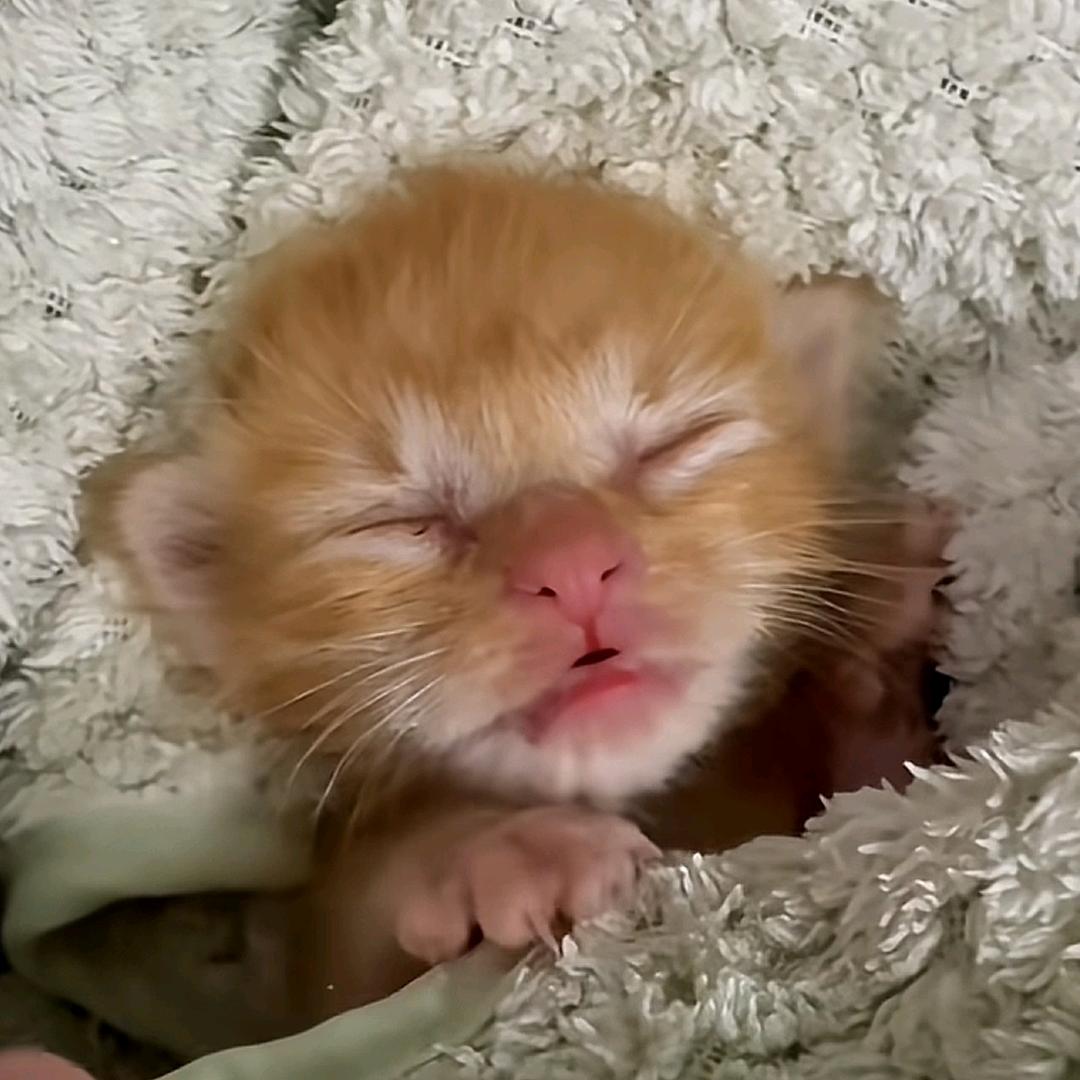 我素笨鼠