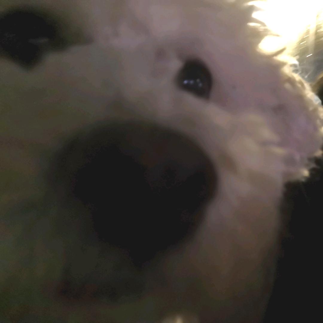 Rui