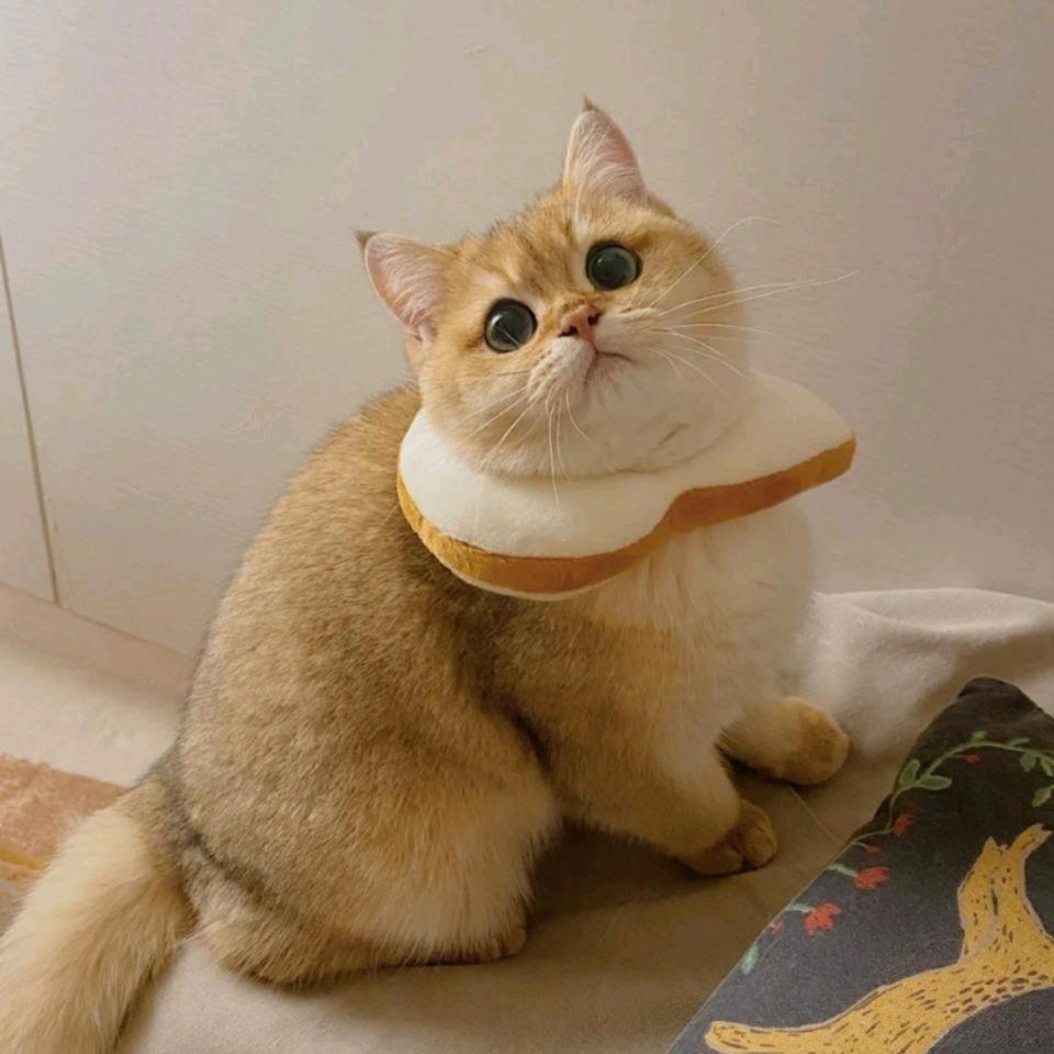 糖宝