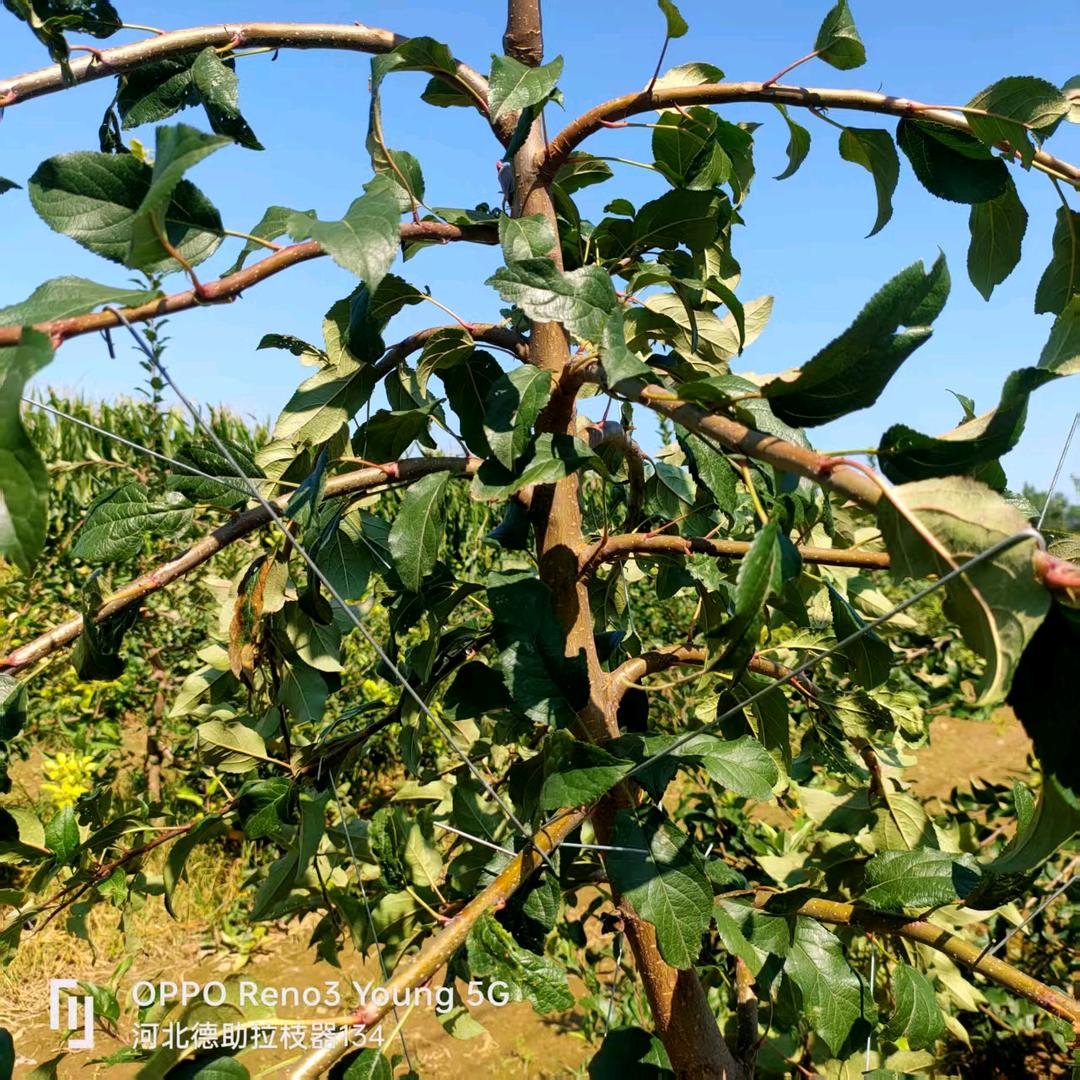 拉枝器果园工具