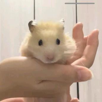 执笔斩落樱