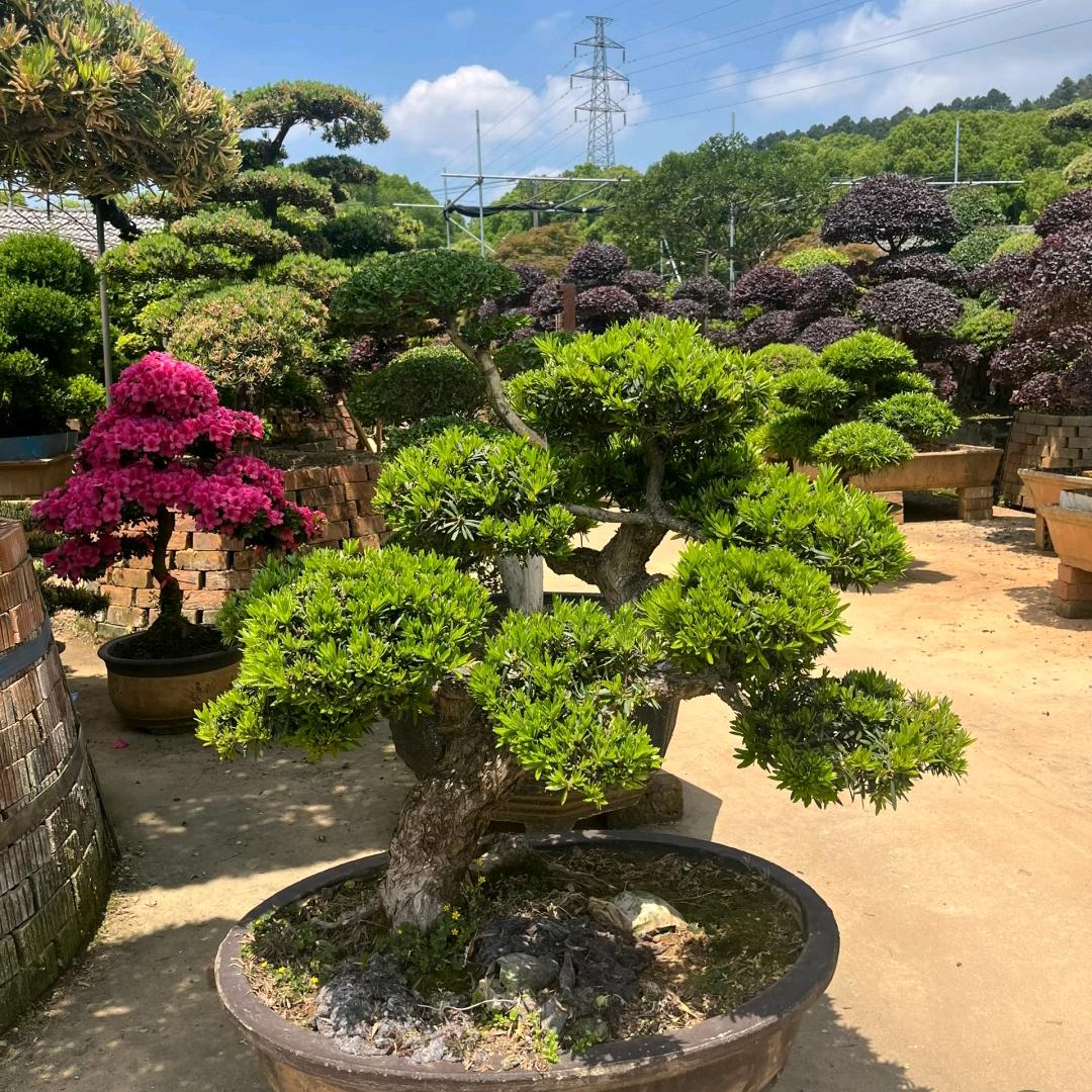 木朋园艺