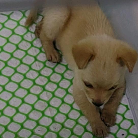 毛孩子回家计划