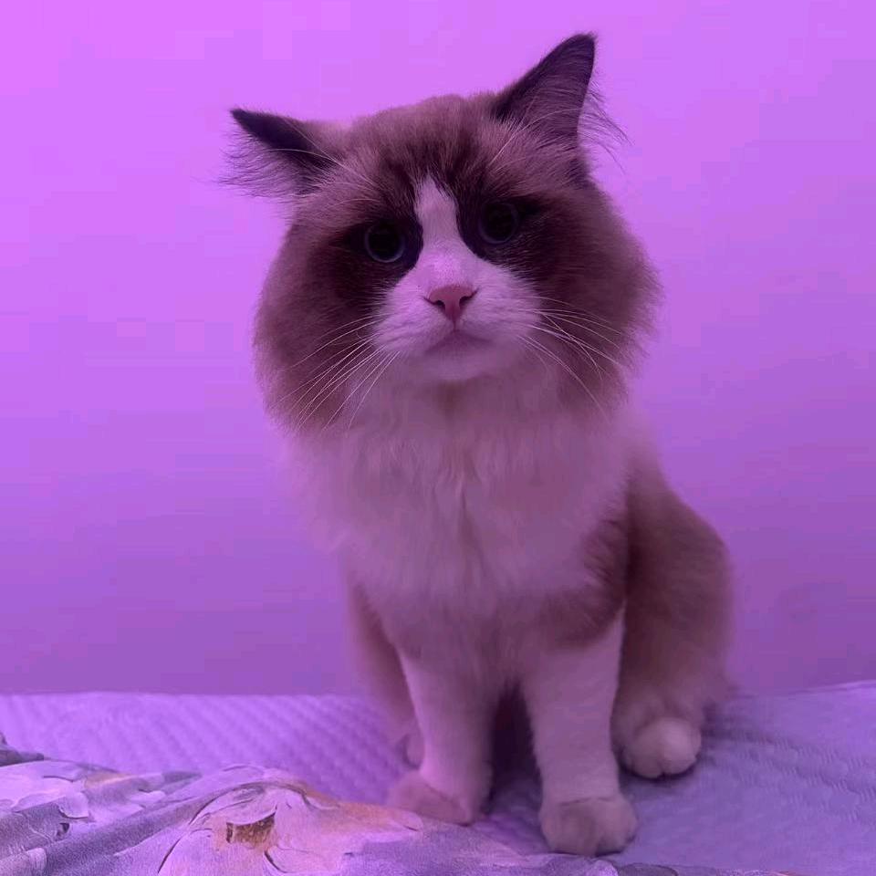 平平是布偶猫猫