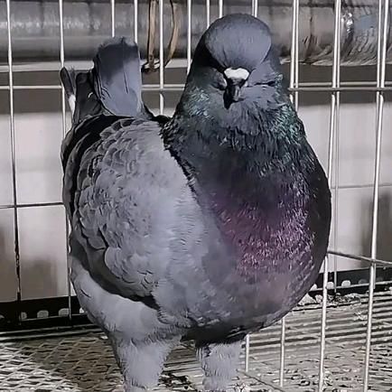 寒夜