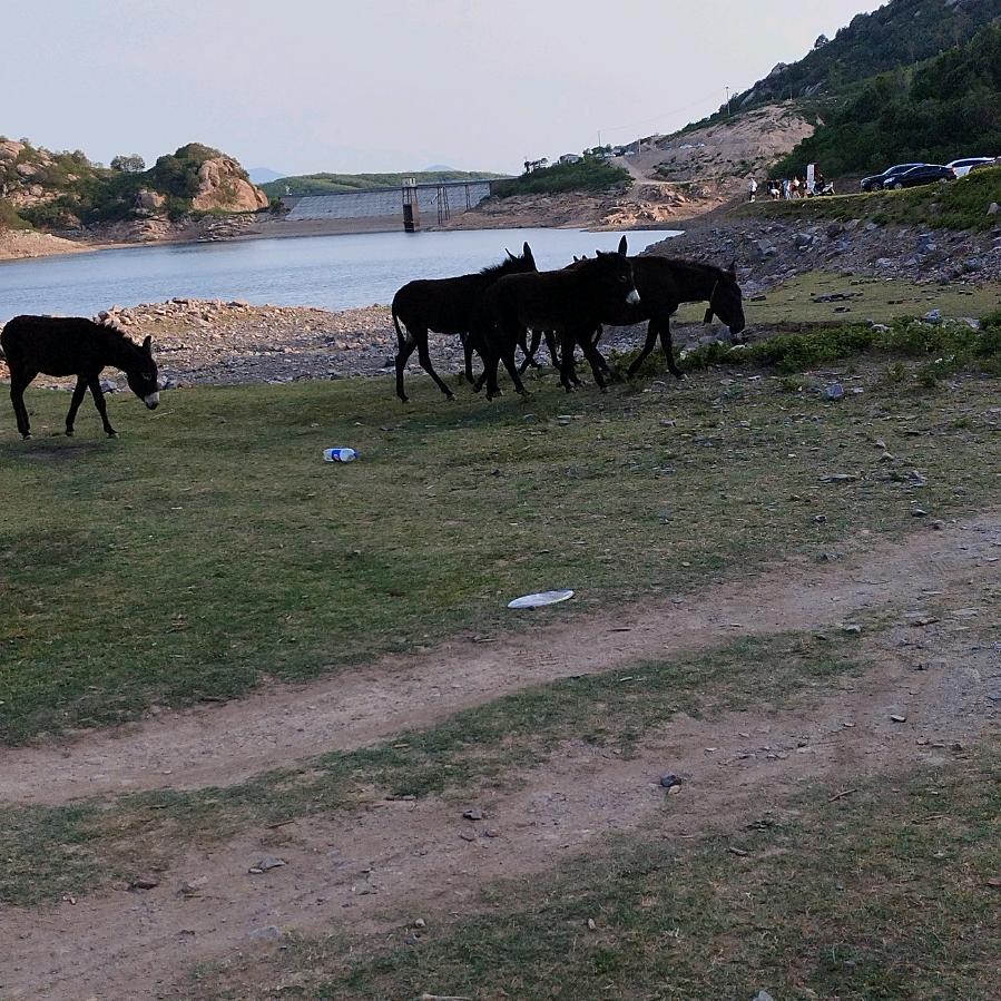 野驴