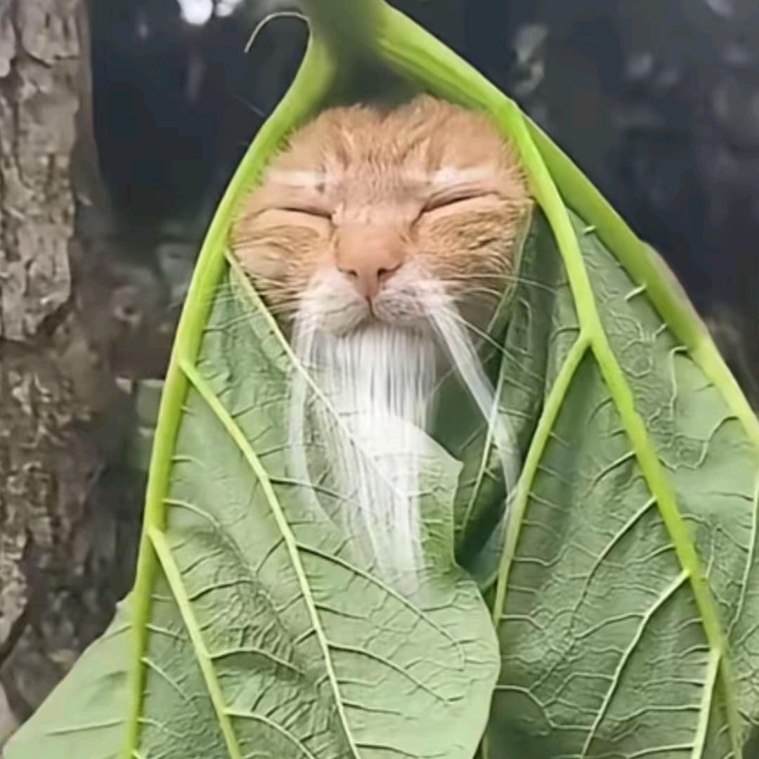 荔枝芋大王
