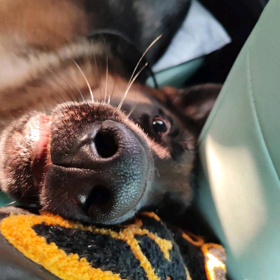 大吉🍊一直在努力