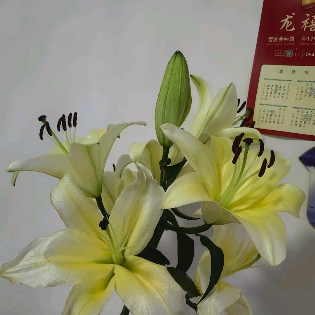 快乐天使