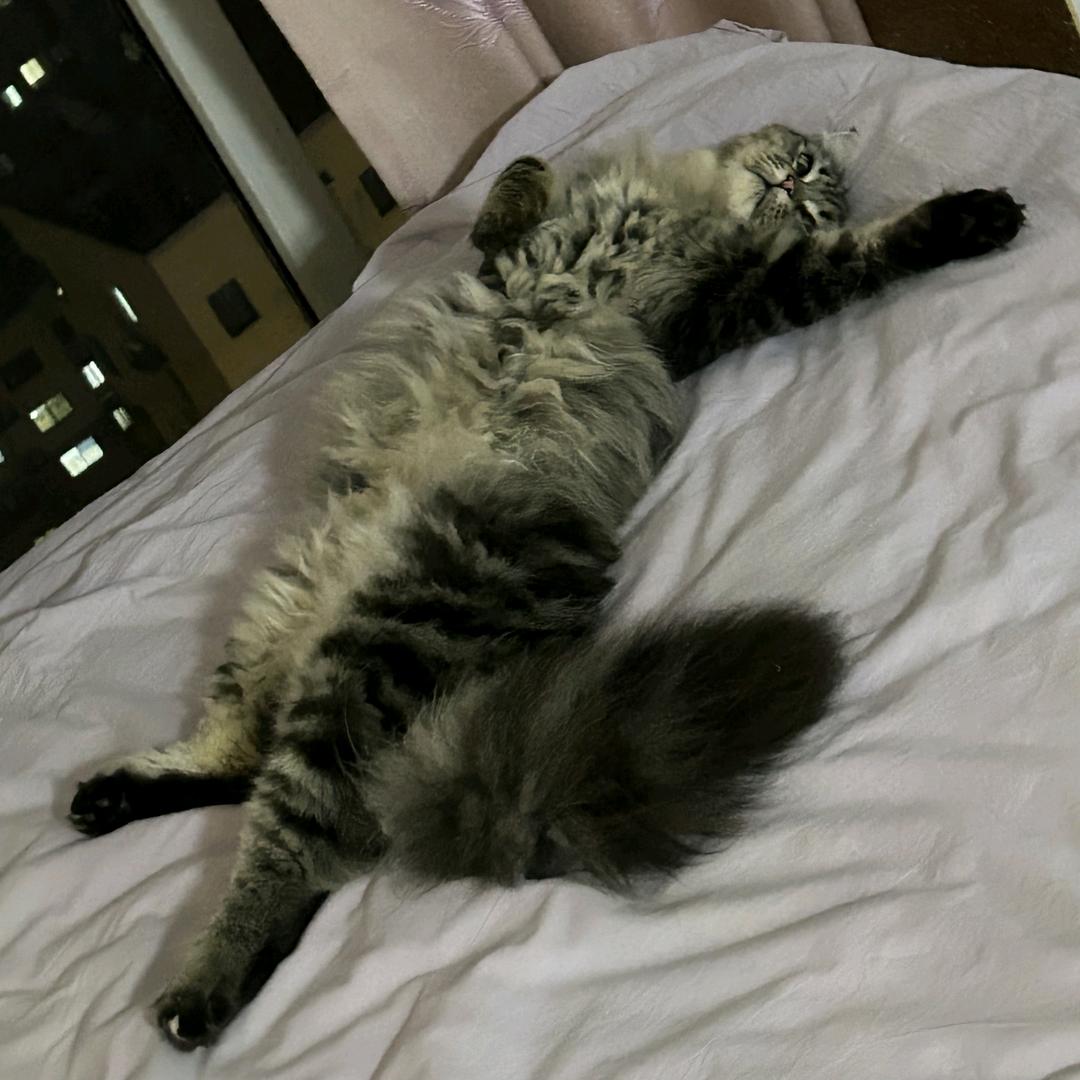 书生和他的平安