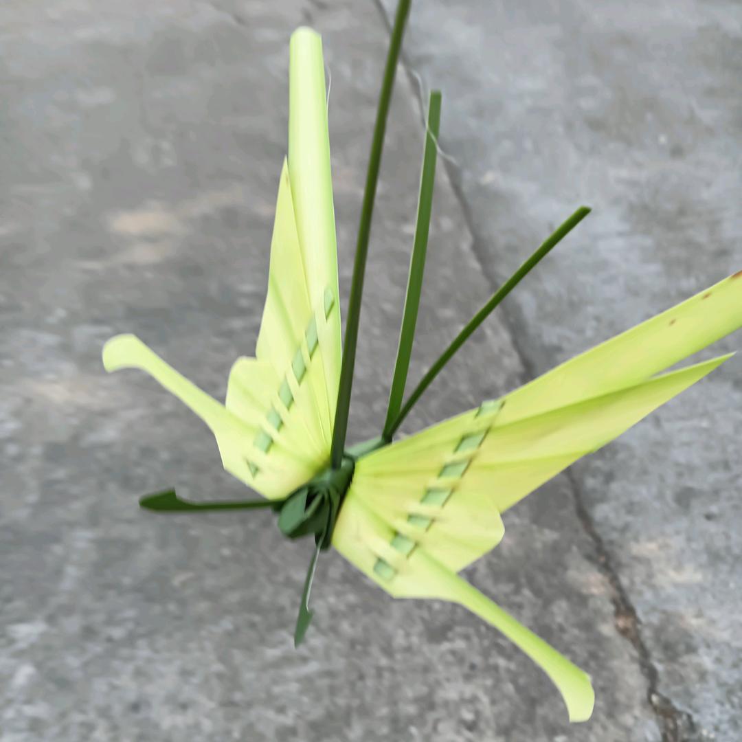 🌸东台春花🌸