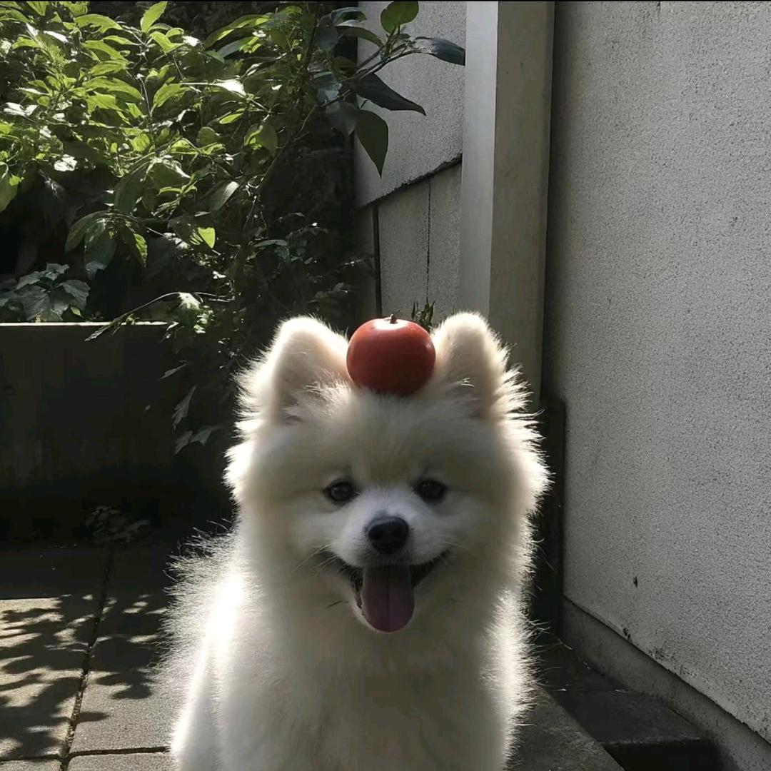 普通人-