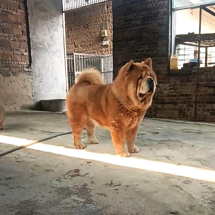 赣州 福临松狮犬