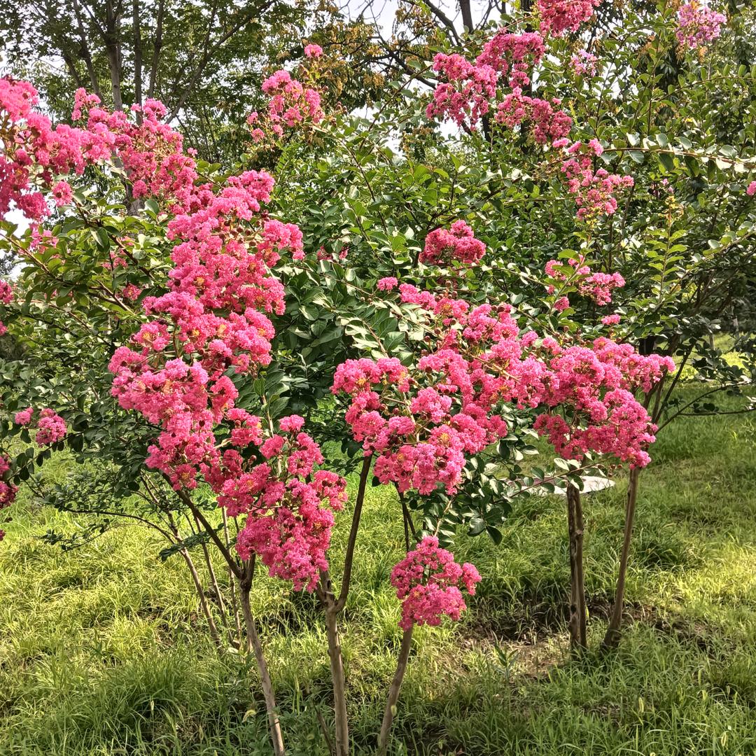 殇情