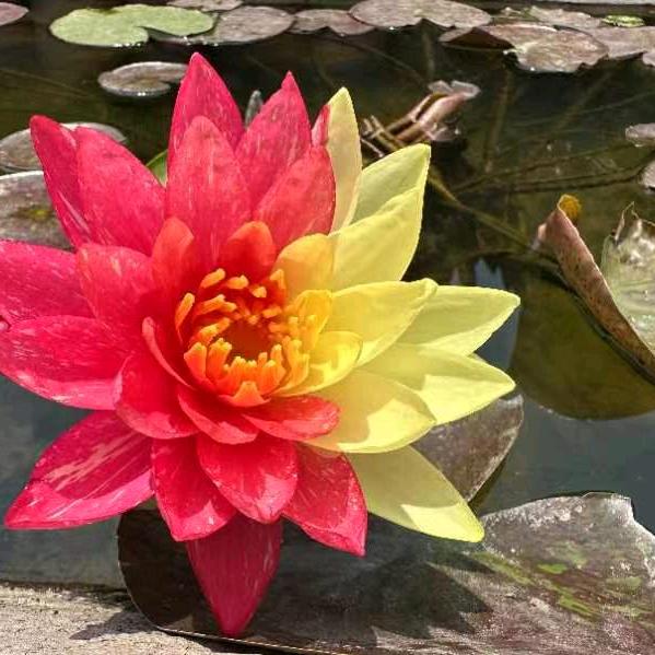 平安！知足常乐！