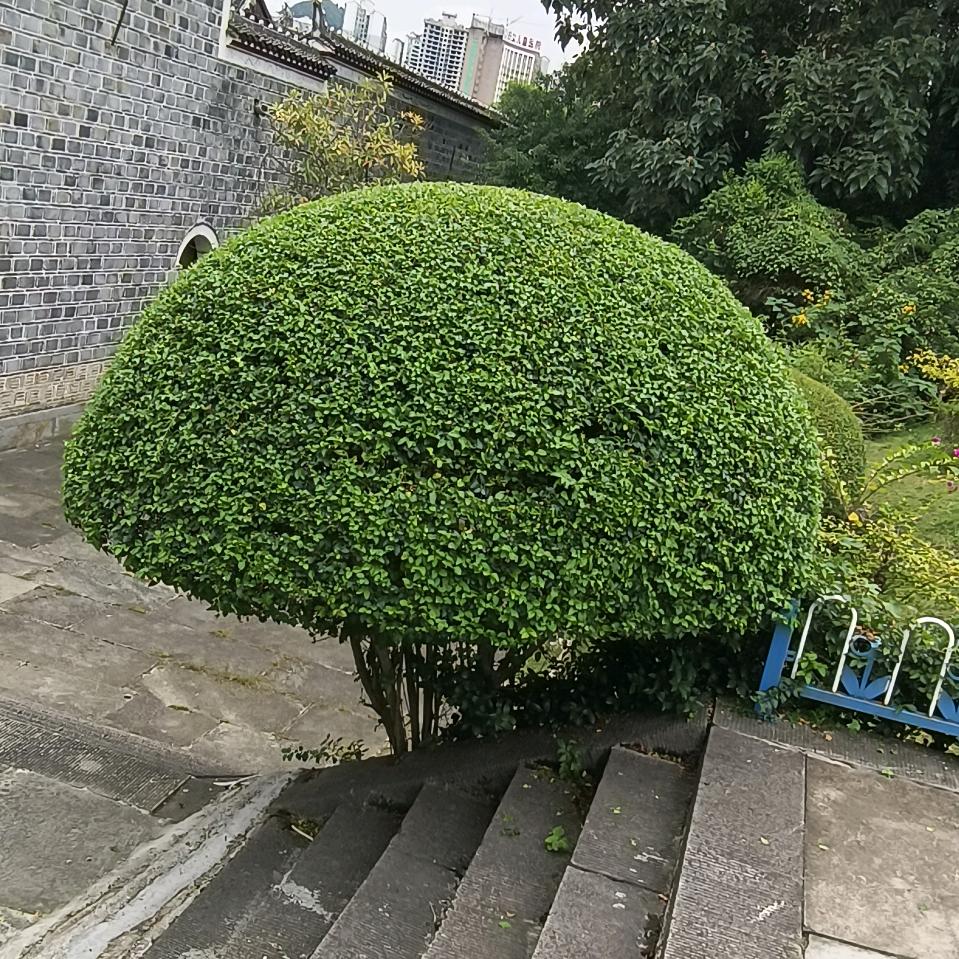 铜仁绿化，修剪达人