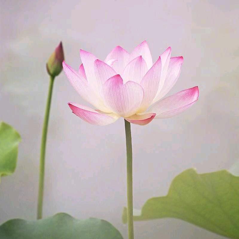 朱朱Zhuzu