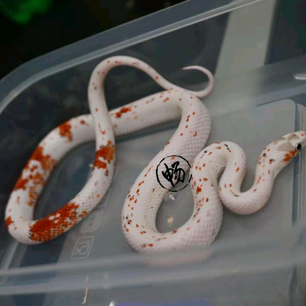 阿畅宠物蛇（陆希不是露西🐍）