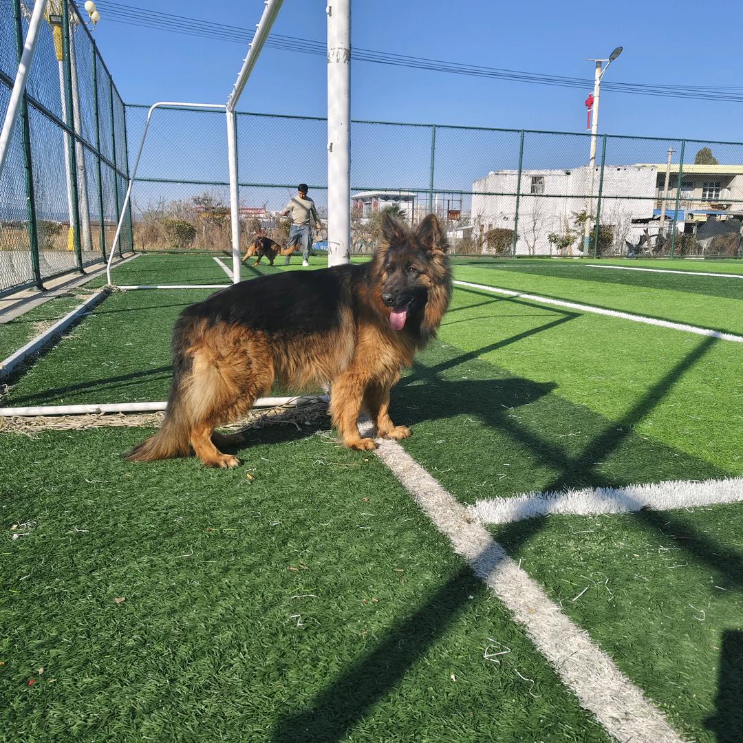 昭通好悦犬舍