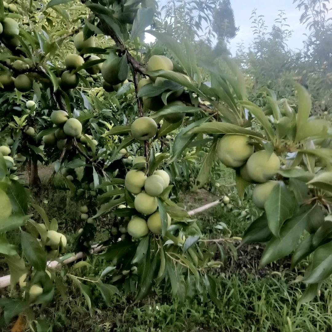言西早廖碧玉园种植家庭农场