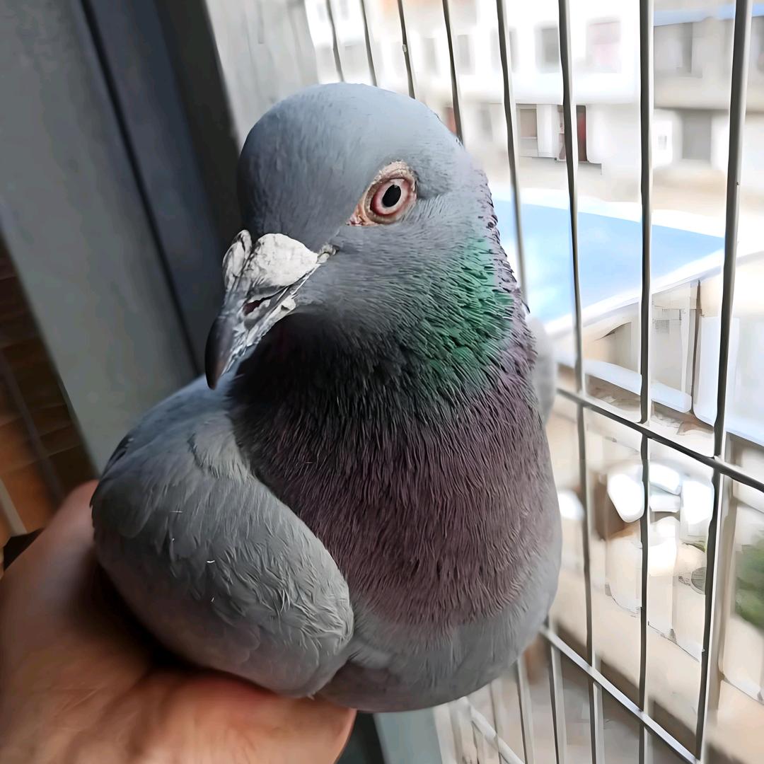 金一鸽舍