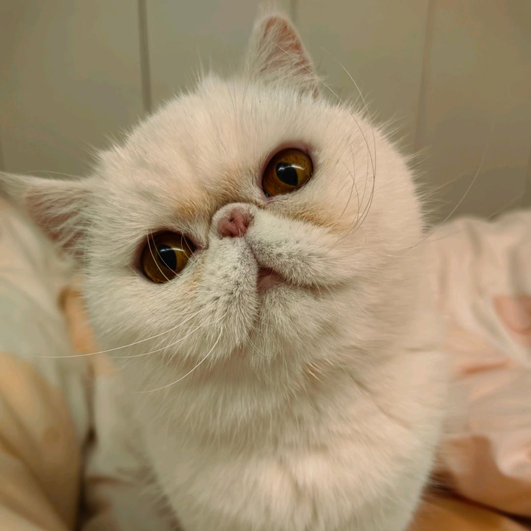 大财财喵星人