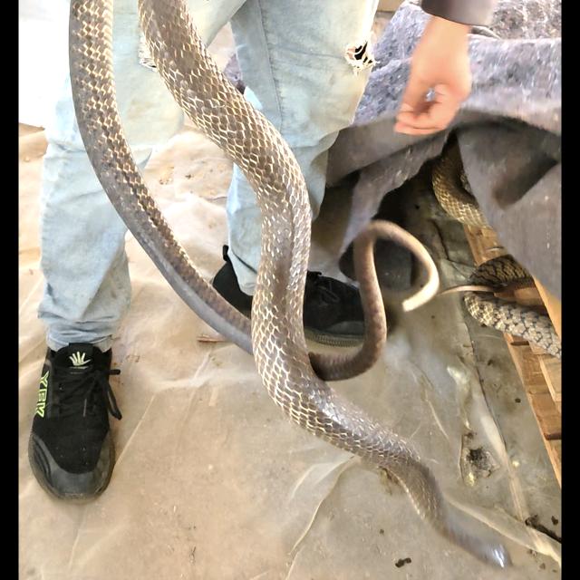 寨坡人工饲养蛇场