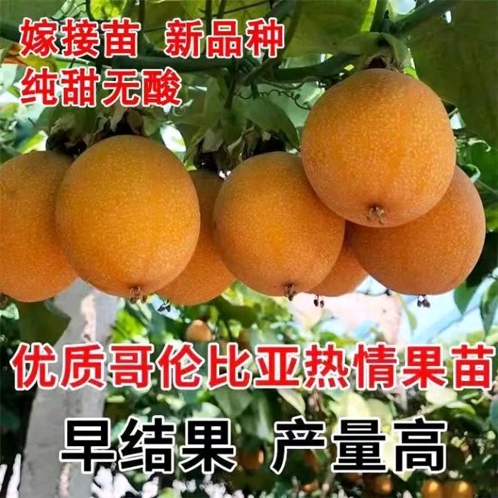 九号百香果