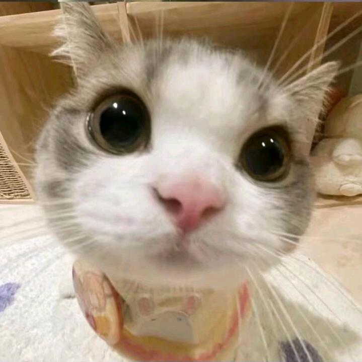激情猫猫头