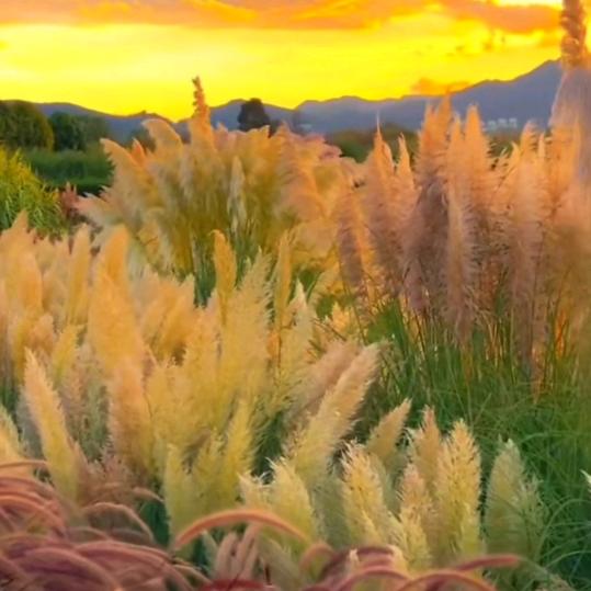 飘雪（封票中）