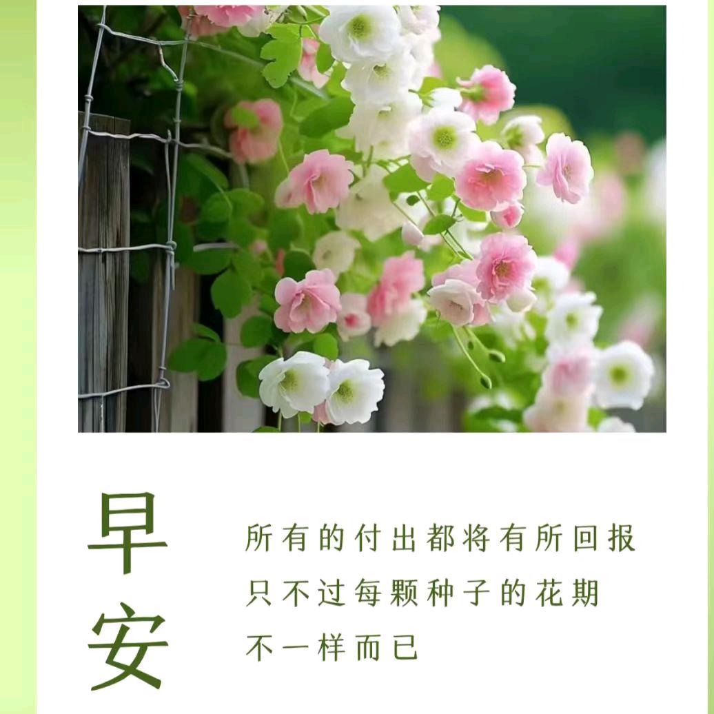妞妞