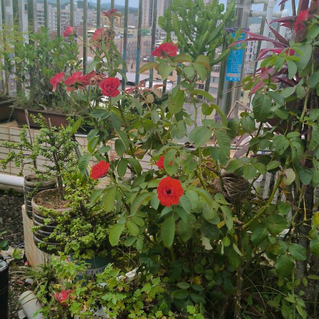 (❁´‿`❁)*✲ﾟ*JY.