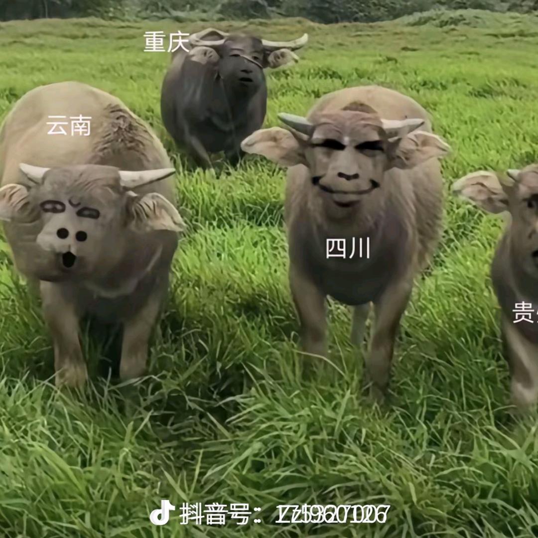 星辰。
