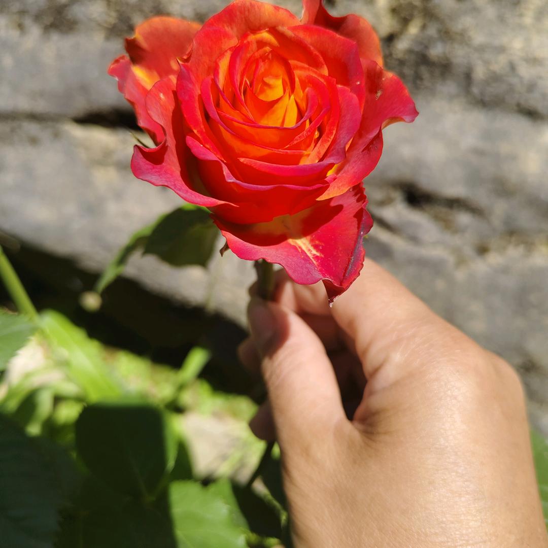 会🐟飞🐟的🐟鱼🐟