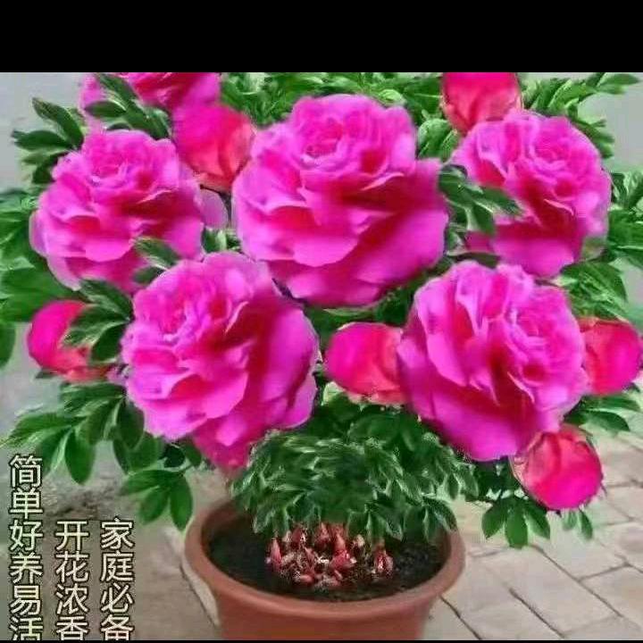 用户6620854118474