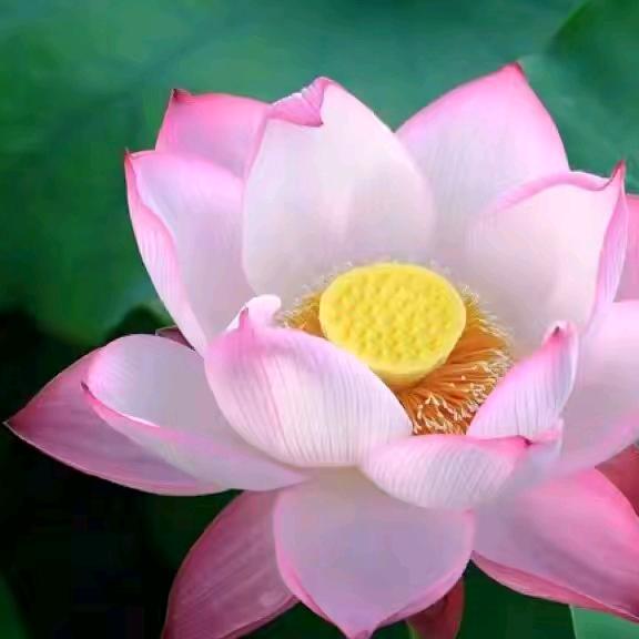 🌸善待自己
