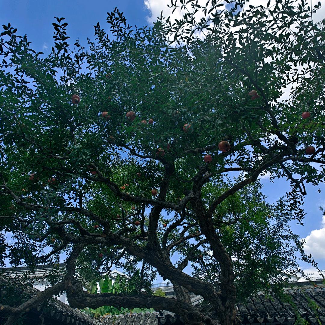 一页前程