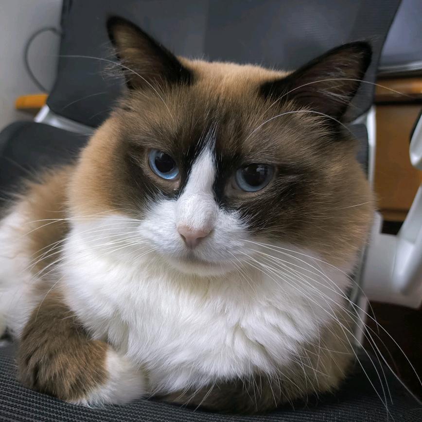 Catttttt