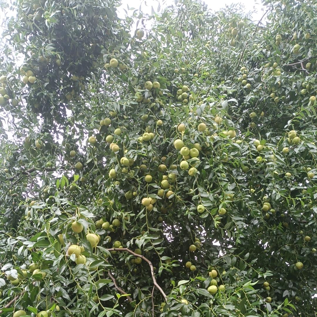 爱吃水果的小波仔