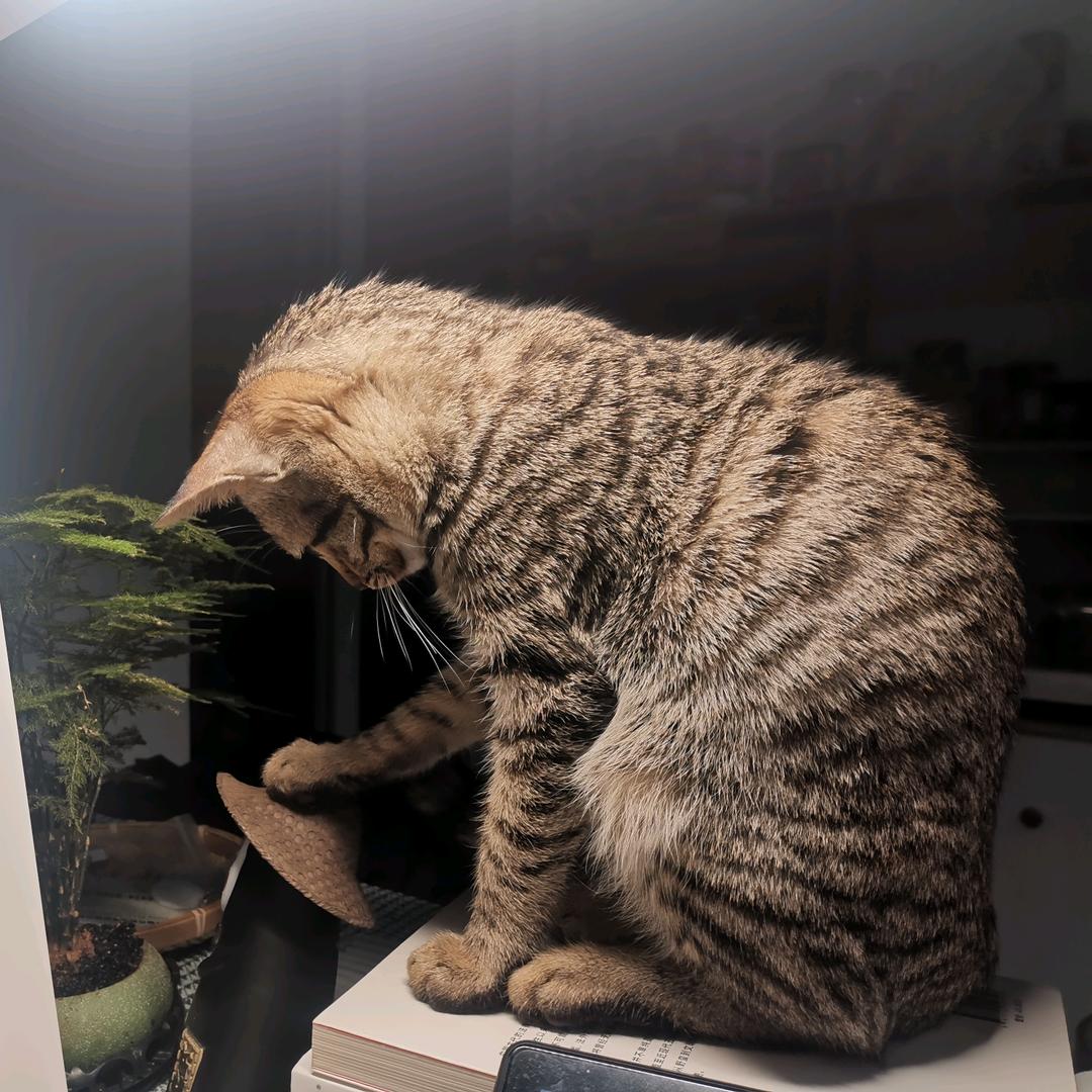 牛魔王的铁扇公主