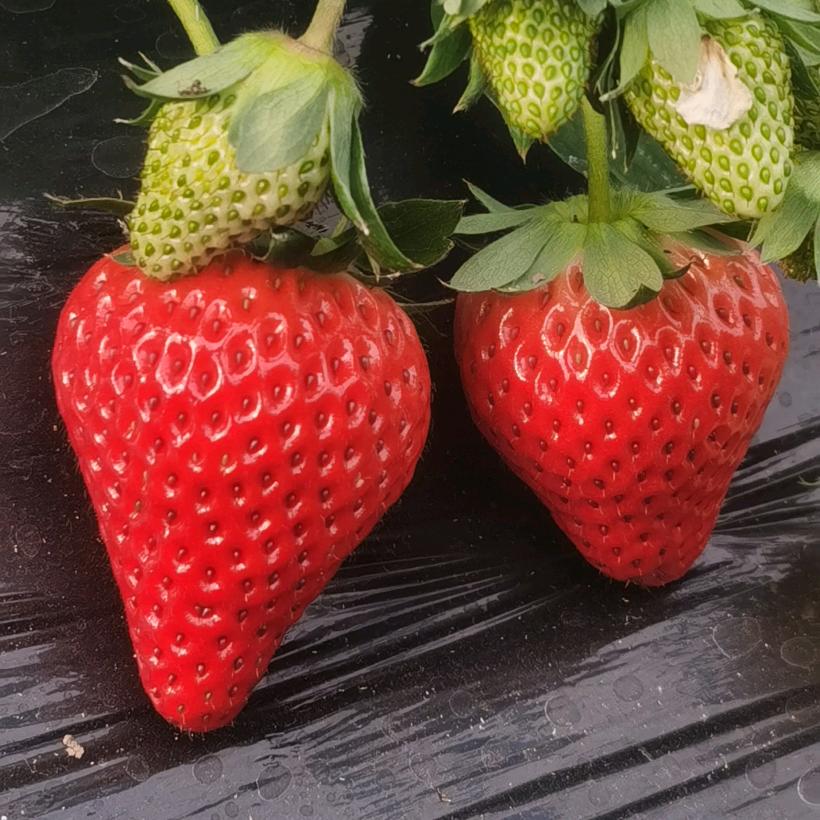 城南业松草莓园