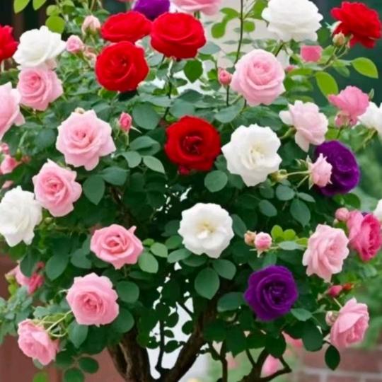 @🌾随心🌷所欲🍃