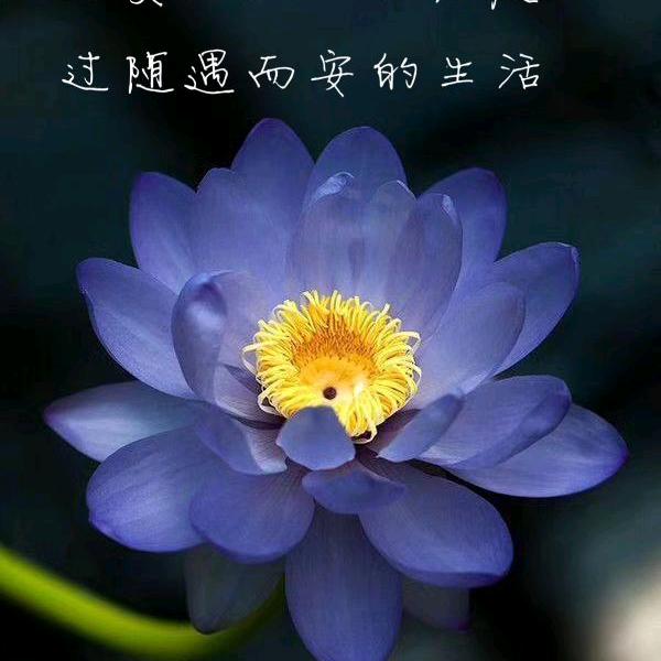 鳳梨