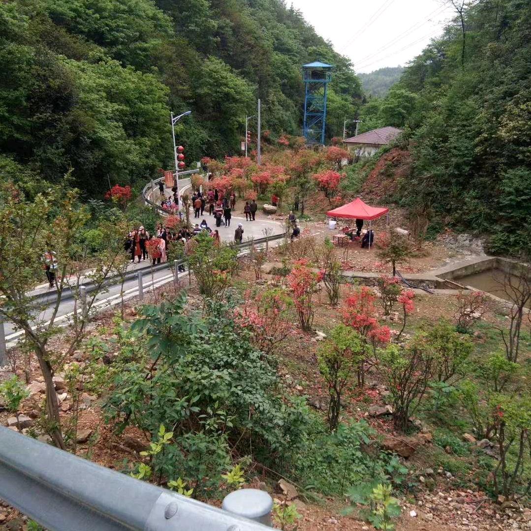 桃花江我的家。