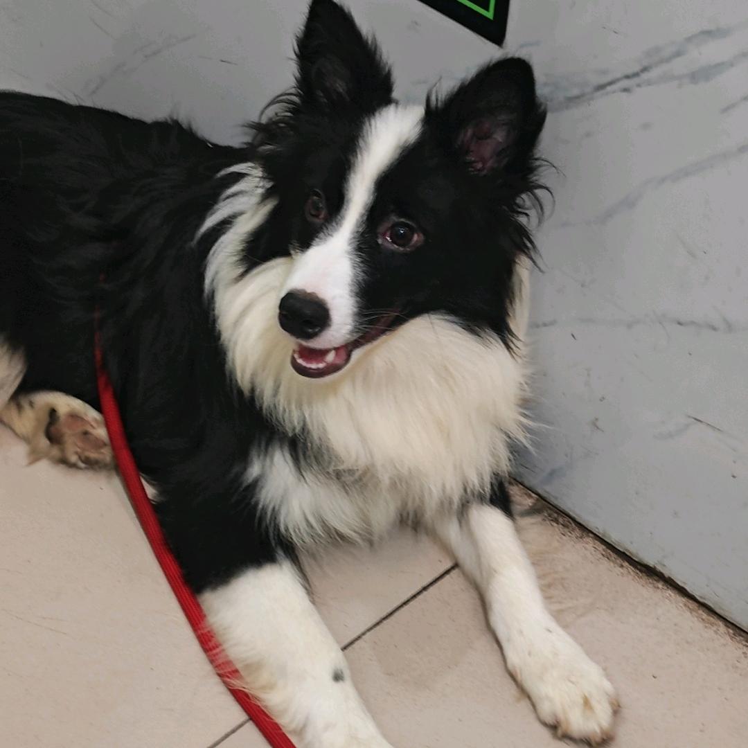 科学养宠张老师