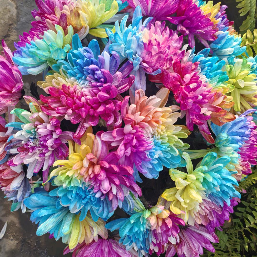 乐乐奶奶《拒连赞》